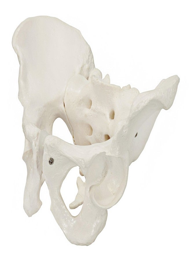 Axis Scientific Skeletal Model of The Male Pelvis | Cast from a Real Human Pelvis Skeleton | Life Size Model Shows Important Anatomy of The Pelvic Region | Includes Product Manual | Made by Axis Scientific - Image 3